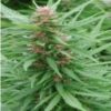 Ace Mix Feminized Seeds