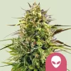 Alien OG Feminized Seed