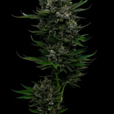 All Gas OG Feminized Seeds