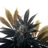 Banana Grape Soda Auto Feminized Seeds