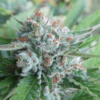 Bellini Feminized Seeds (Gold Collection) - 6