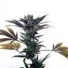 Biscotti Ice Cream Auto Feminized Seeds