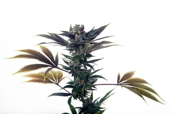 Biscotti Ice Cream Auto Feminized Seeds