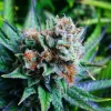 Blue Dream Feminized Cannabis Seeds