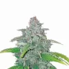 Blue Dream Auto Feminized Seeds