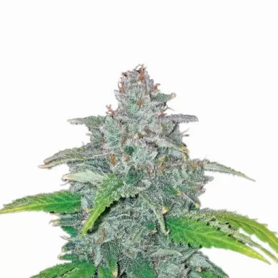 Blue Dream Auto Feminized Seeds