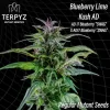 Blueberry Lime Kush AD Regular Seeds