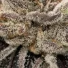 Bluemosa S1 Feminized Seeds