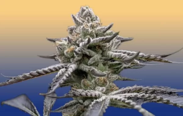 Bluemosa S1 Feminized Seeds