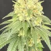 Bruce Banner x Baja Blast Feminized Seeds