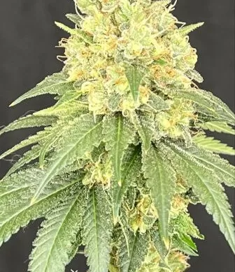 Bruce Banner x Baja Blast Feminized Seeds