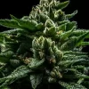 DO-G Feminized Seeds