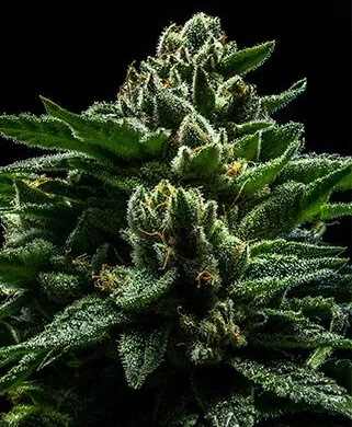 DO-G Feminized Seeds