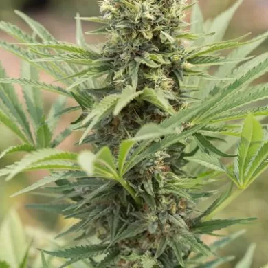 Dedoverde Haze Feminized Seeds