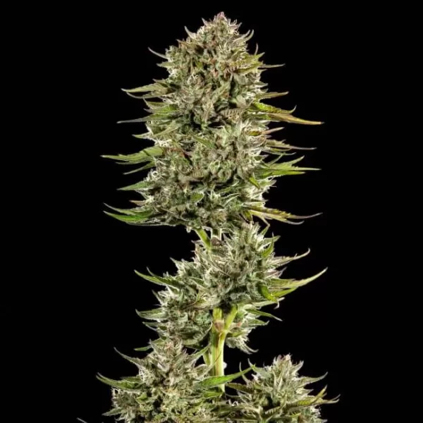 Face Gas AUTO Feminized Seeds