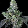 Goofiez² Feminized Seeds