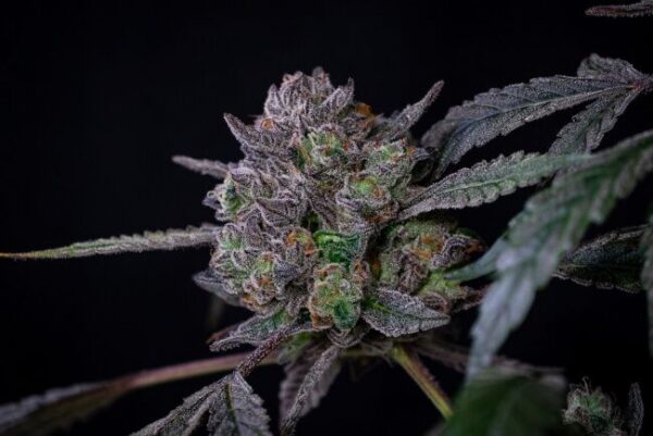 Banana Cream Pop Feminized Seeds