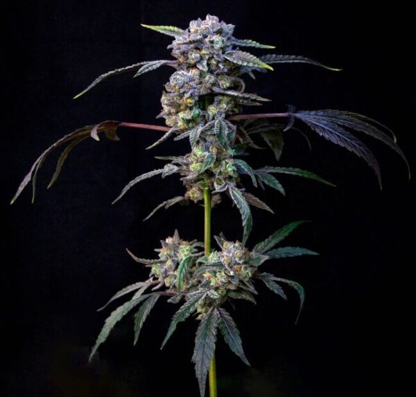 Banana Cream Pop Feminized Seeds