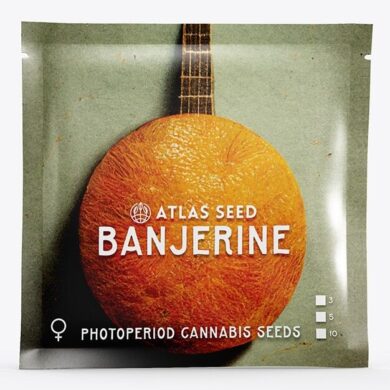 Banjerine Fast Feminized Seeds