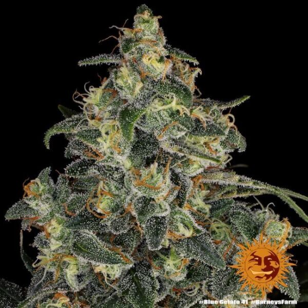 Blue Gelato 41 Feminized Seeds