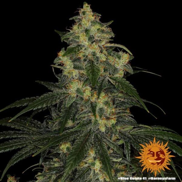 Blue Gelato 41 Feminized Seeds