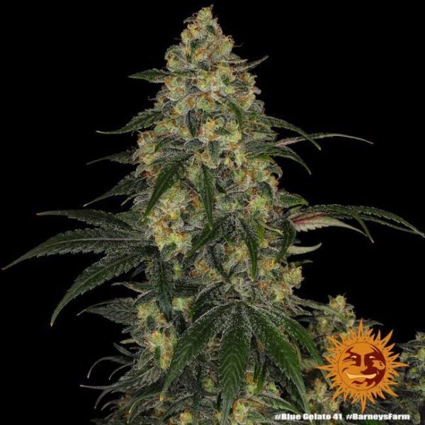 Blue Gelato 41 Feminized Seeds