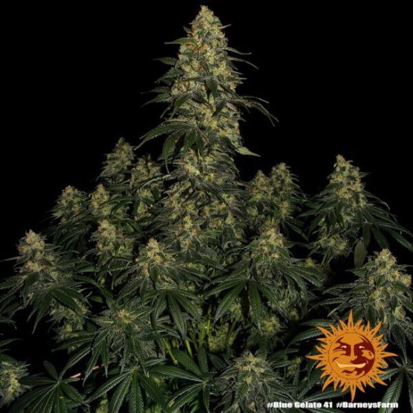 Blue Gelato 41 Feminized Seeds