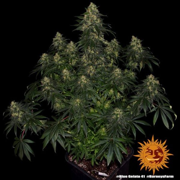 Blue Gelato 41 Feminized Seeds