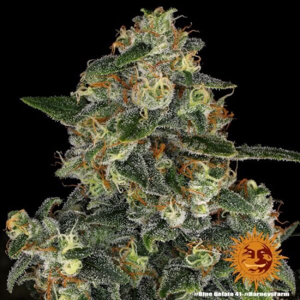 Blue Gelato 41 Feminized Seeds