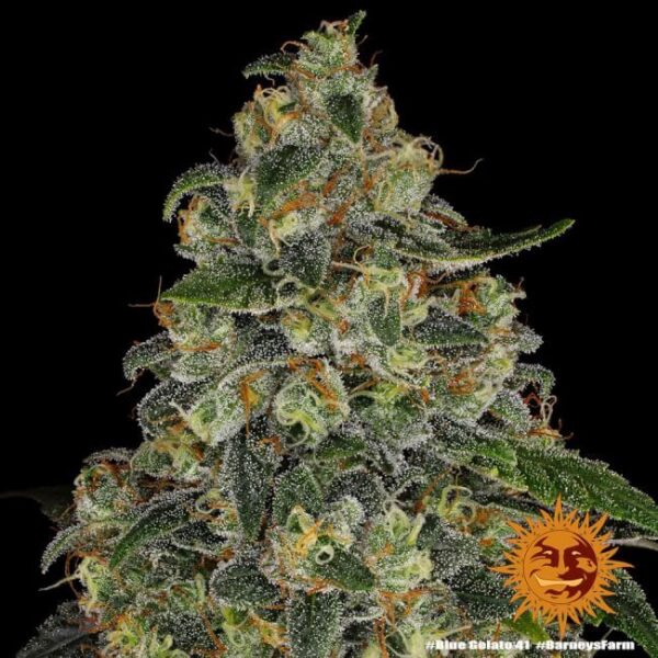 Blue Gelato 41 Feminized Seeds