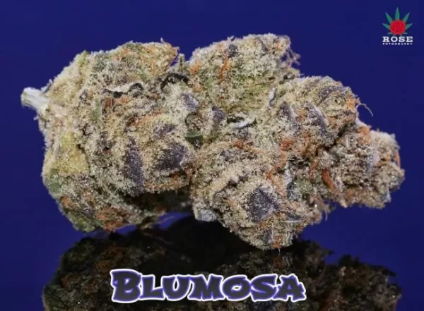 Bluemosa S1 Feminized Seeds