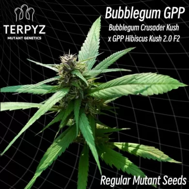 Bubblegum GPP Regular Seeds