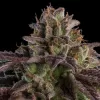 Kmintz Auto is an indica-dominant autoflowering hybrid strain with parentage of Zkittlez and Kush Mint. Ripper Seeds promises high yields of potent, dense and colourful buds from this newly-released variety. kmintz auto fem