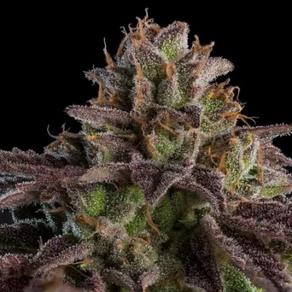 Kmintz Auto is an indica-dominant autoflowering hybrid strain with parentage of Zkittlez and Kush Mint. Ripper Seeds promises high yields of potent, dense and colourful buds from this newly-released variety. kmintz auto fem