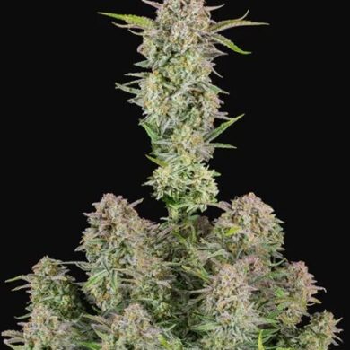 Bruce Banner Auto Feminized Seeds