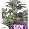 Bubba Island Kush Feminized Seeds