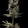 Chem D-Light Regular Seeds