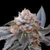 Blue Zushi Feminized Seeds