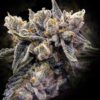 Bruised Bananas Feminized Seeds